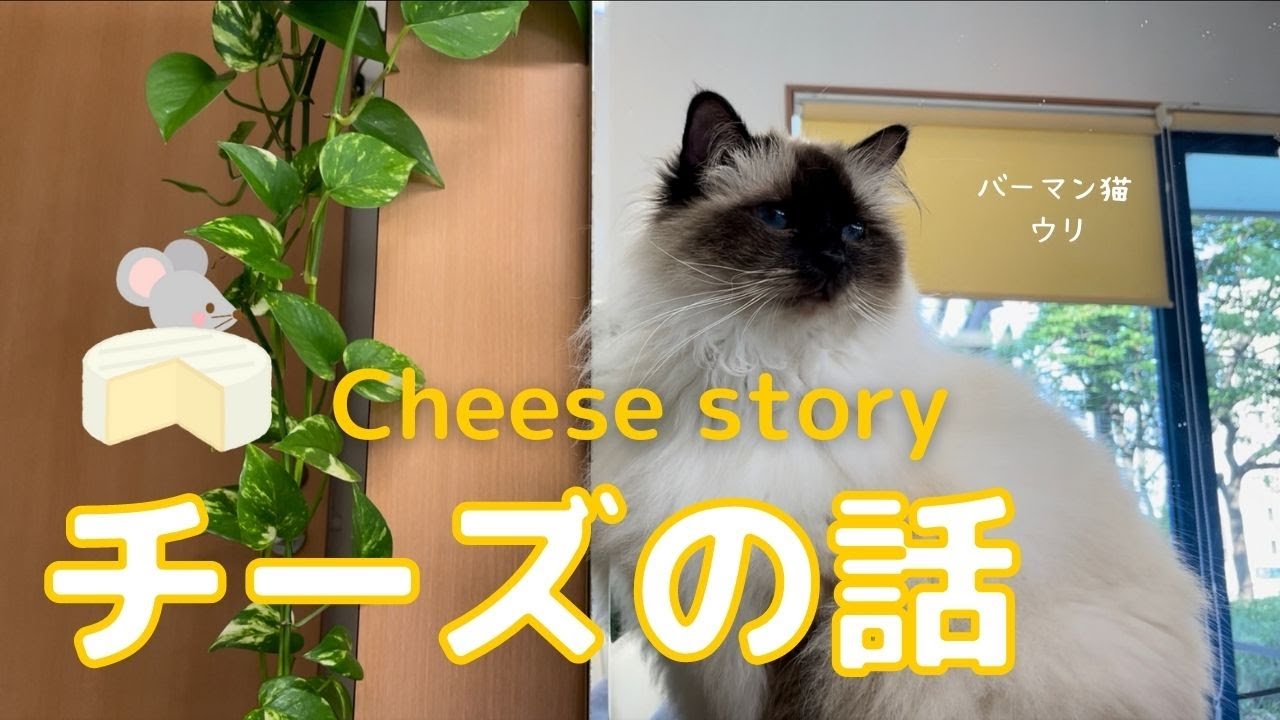 ネズミの好物やニャ【チーズの話】Cheese story（バーマン猫）Birman/Cat