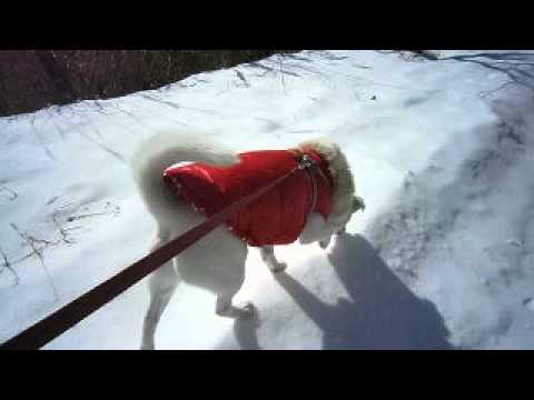 犬小雪　スノーシューにむけて