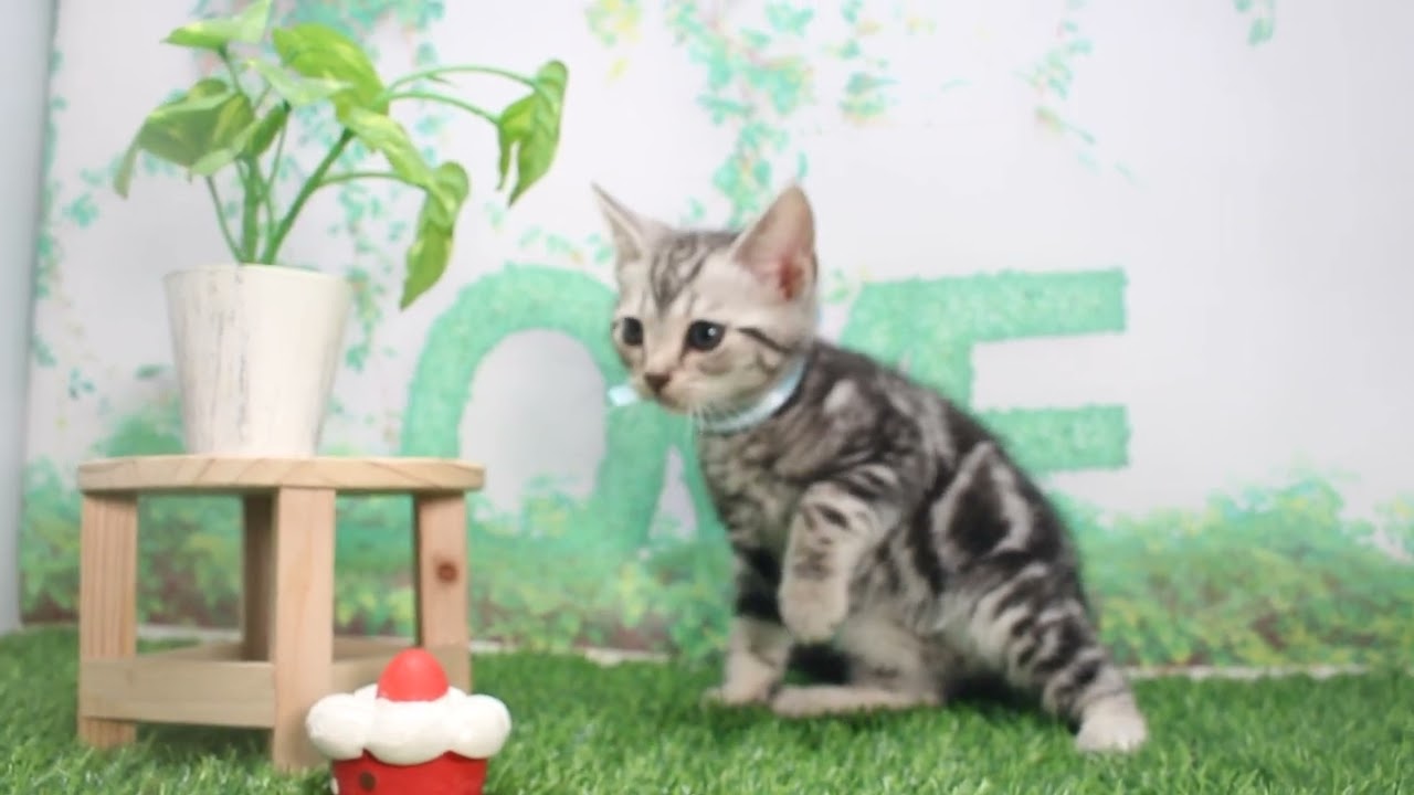 Coo&RIKU　No620682　アメリカンショートヘアー