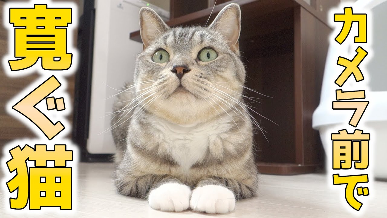 猫がスフィンクス座りでキョロキョロしている【猫 かわいい】