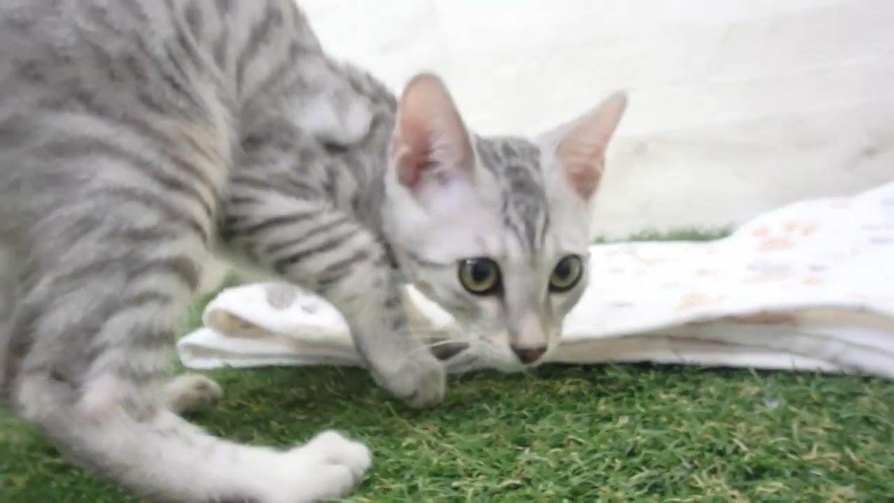 00599077 エジプシャンマウ