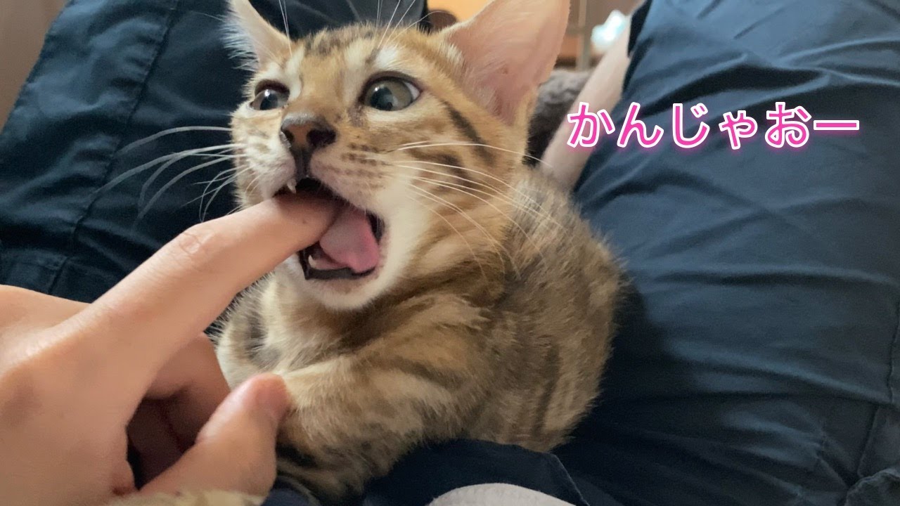 噛み癖のある子猫のしつけをご覧ください（ベンガル猫ぱる）