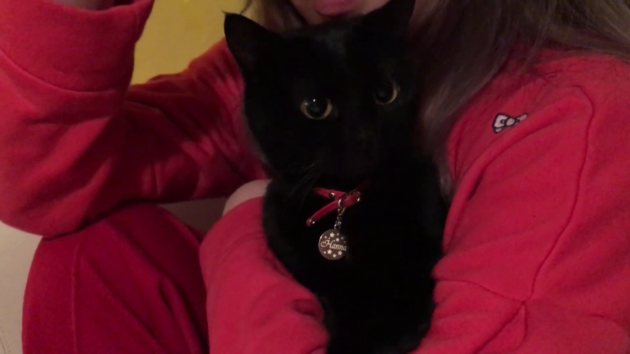 4匹の黒猫ボンベイファミリー☆抱っこされてキョトン顔のハナ
