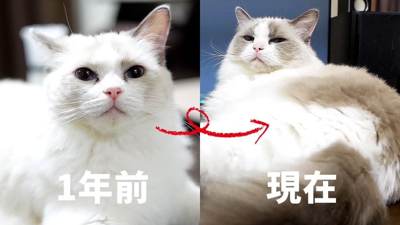 【ラグドール大きさ比較】1年前と現在の姿【後半は、子猫ラグドールのんちゃん】