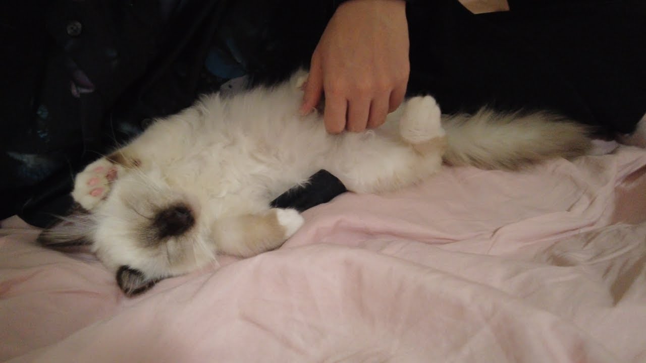 ベッドで添い寝してくれる子猫【バーマン】