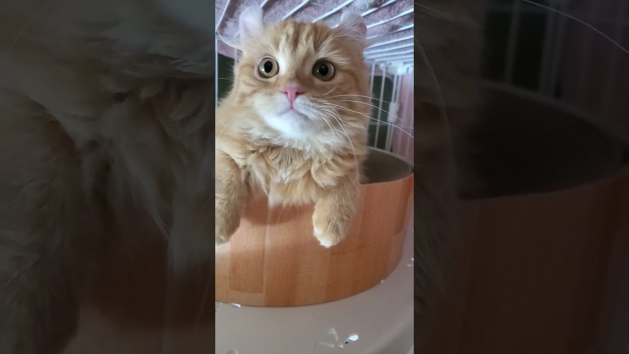 あるてぃ（アメリカンカール）がまったりしてたので...