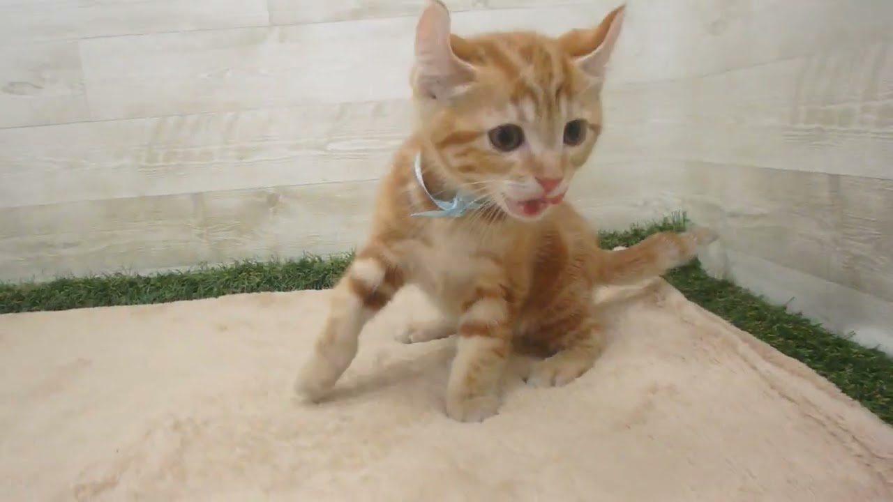 Coo&RIKU　No00569043 アメリカンカール