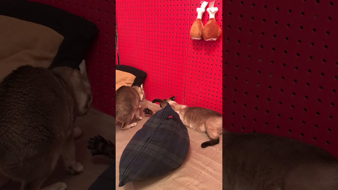ペロペロからにらみ合いになるシンガプーラとたぬき猫なのにゃ♪