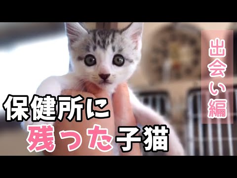 保健所で子猫と運命的な出会い。最後に残った子猫は天使でした。【保護猫】