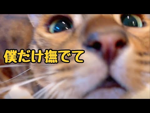 サイコパス猫は飼い主の愛情も独占したい様です