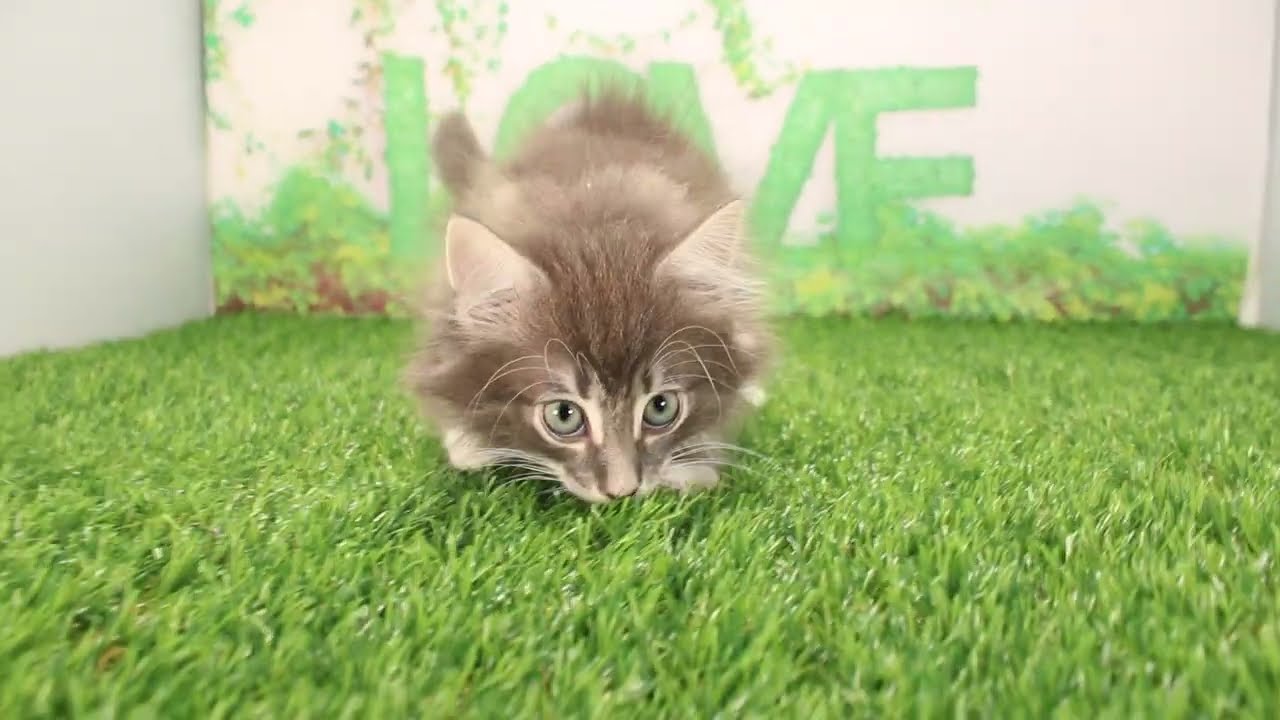 Coo&RIKU　No595622 ノルウェージャンフォレストキャット