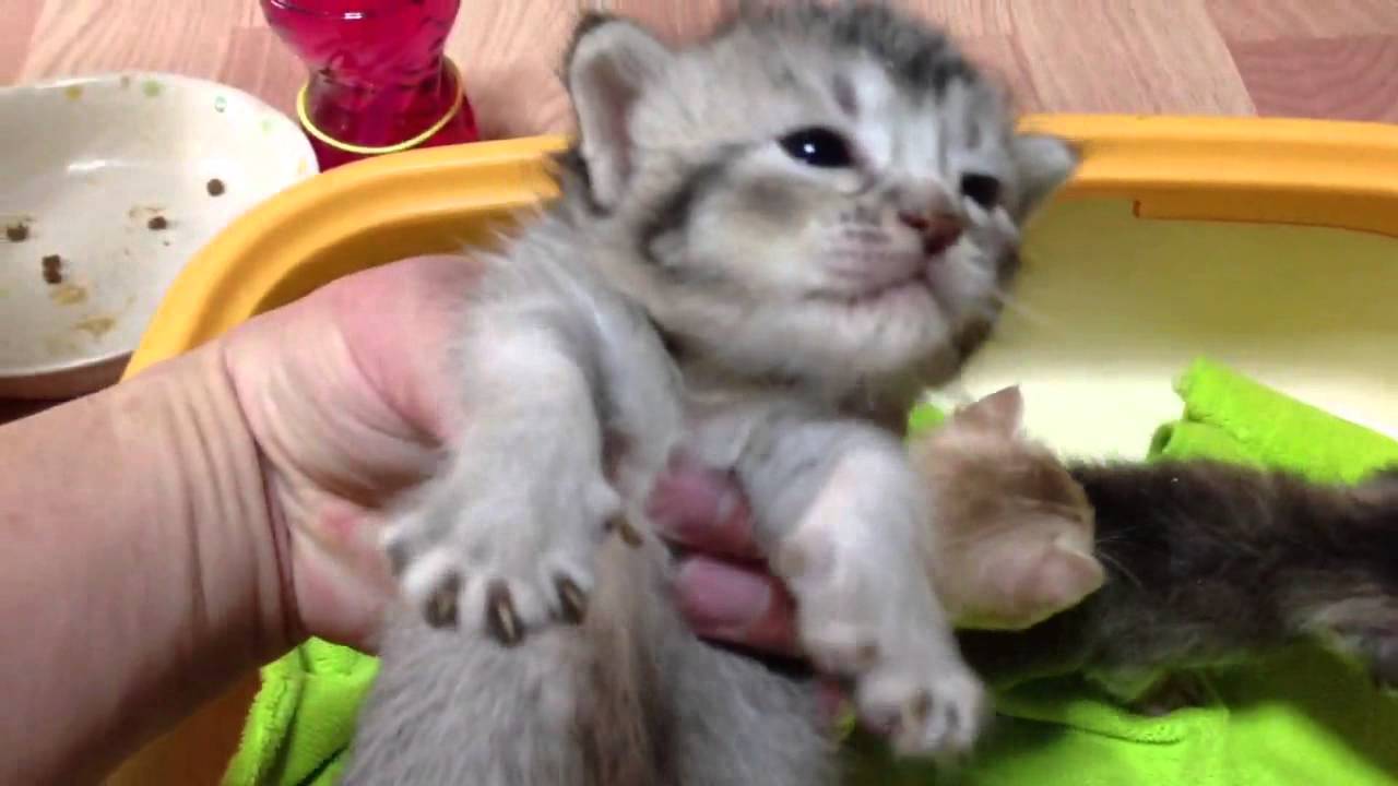 ぶるたんの子☆オシキャット兄妹