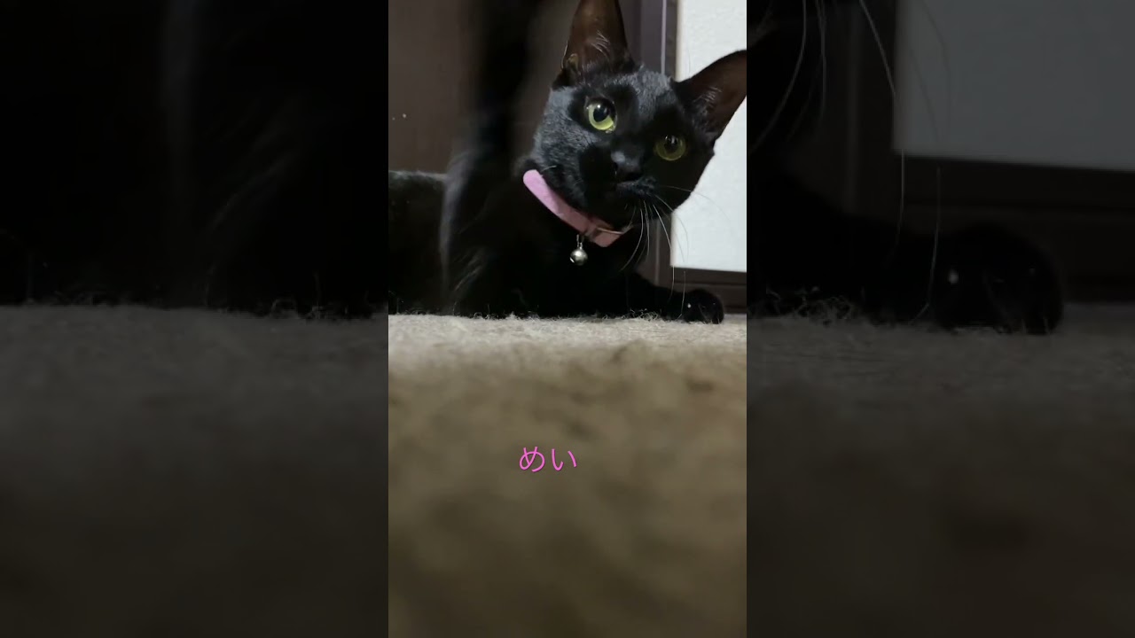 めいの癒し#猫#猫のいる暮らし#ブリティッシュショートヘア#黒猫#猫好きと繋がりたい#猫かわいい#cat