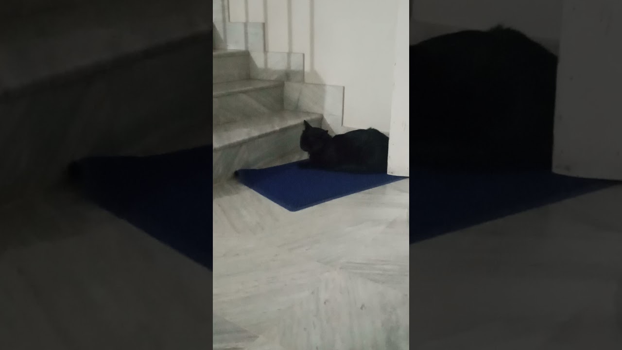 black cat ignoring brown cats