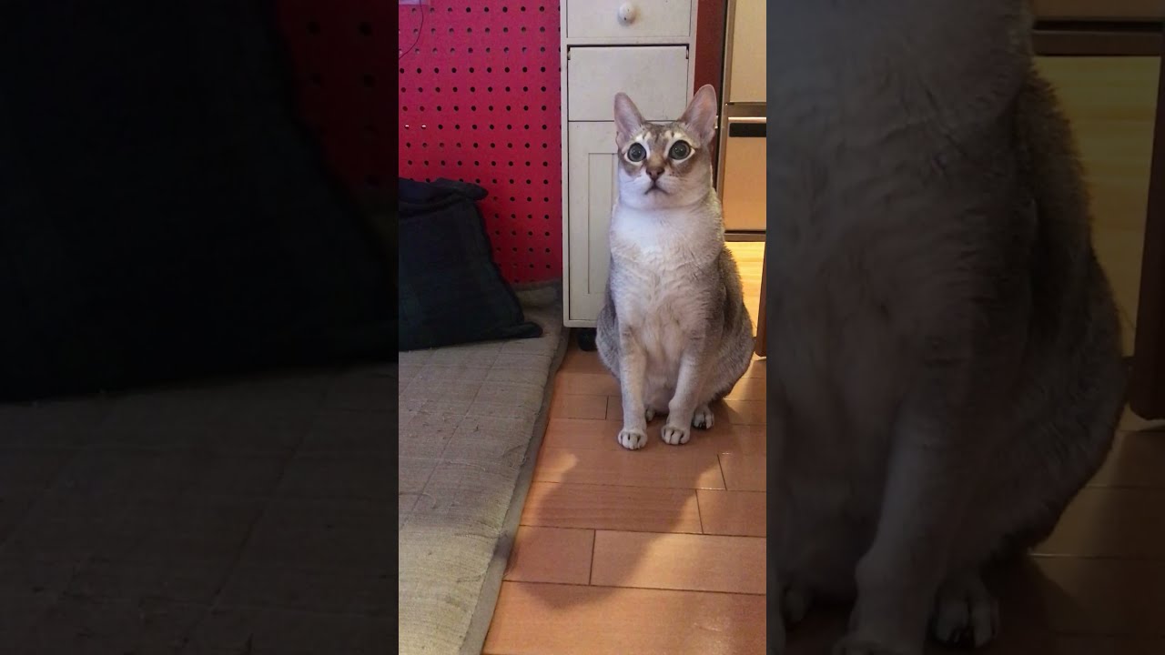 キョロキョロしているシンガプーラなのにゃ♪➁