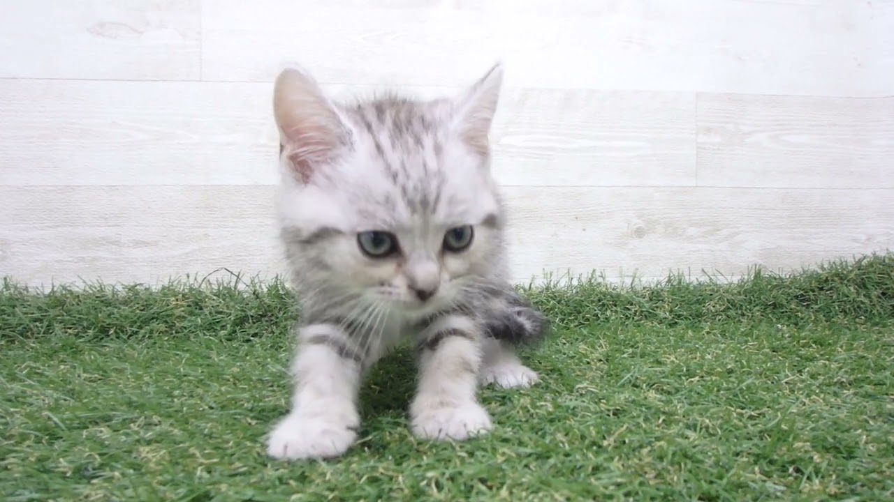 Coo&RIKU　No00616058 アメリカンショートヘアー