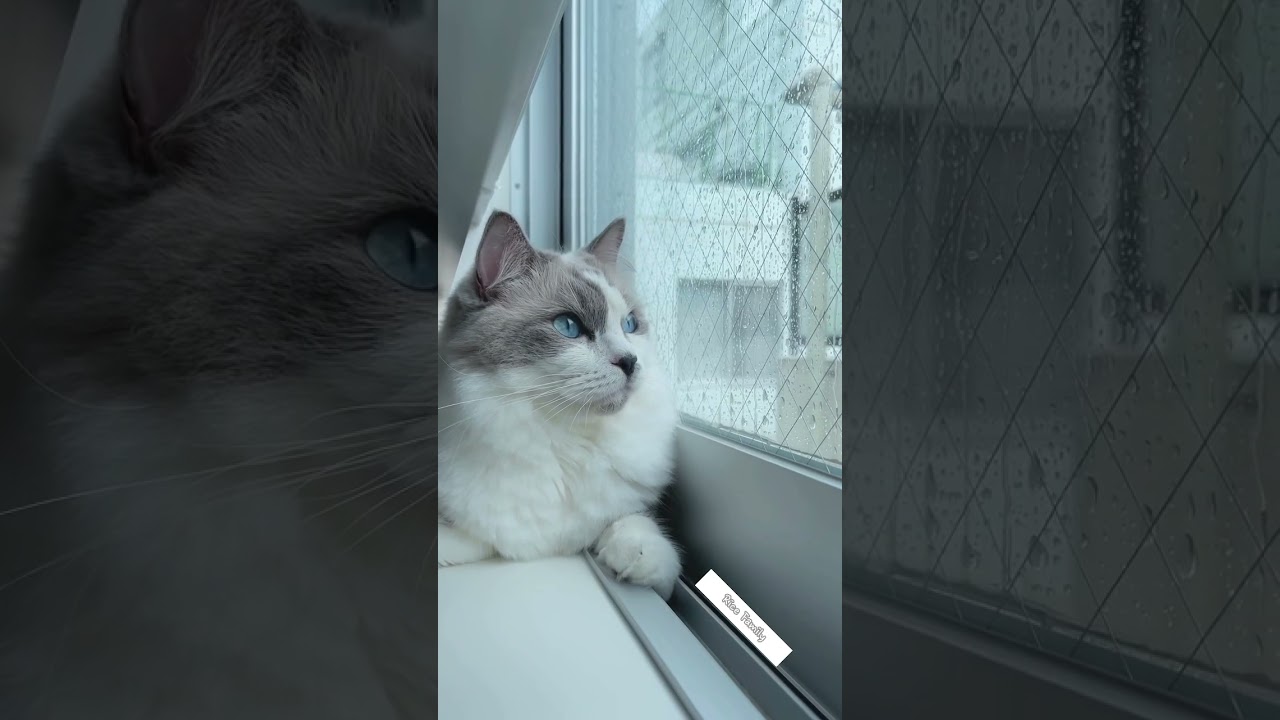 【ラグドール/렉돌】 今日も雨だね🥲/ 오늘도 비 오네🥲 #ragdoll #cat #kitten #pet #렉돌 #랙돌 #고양이 #냥이 #아기냥이 #ラグドール #子猫 #猫