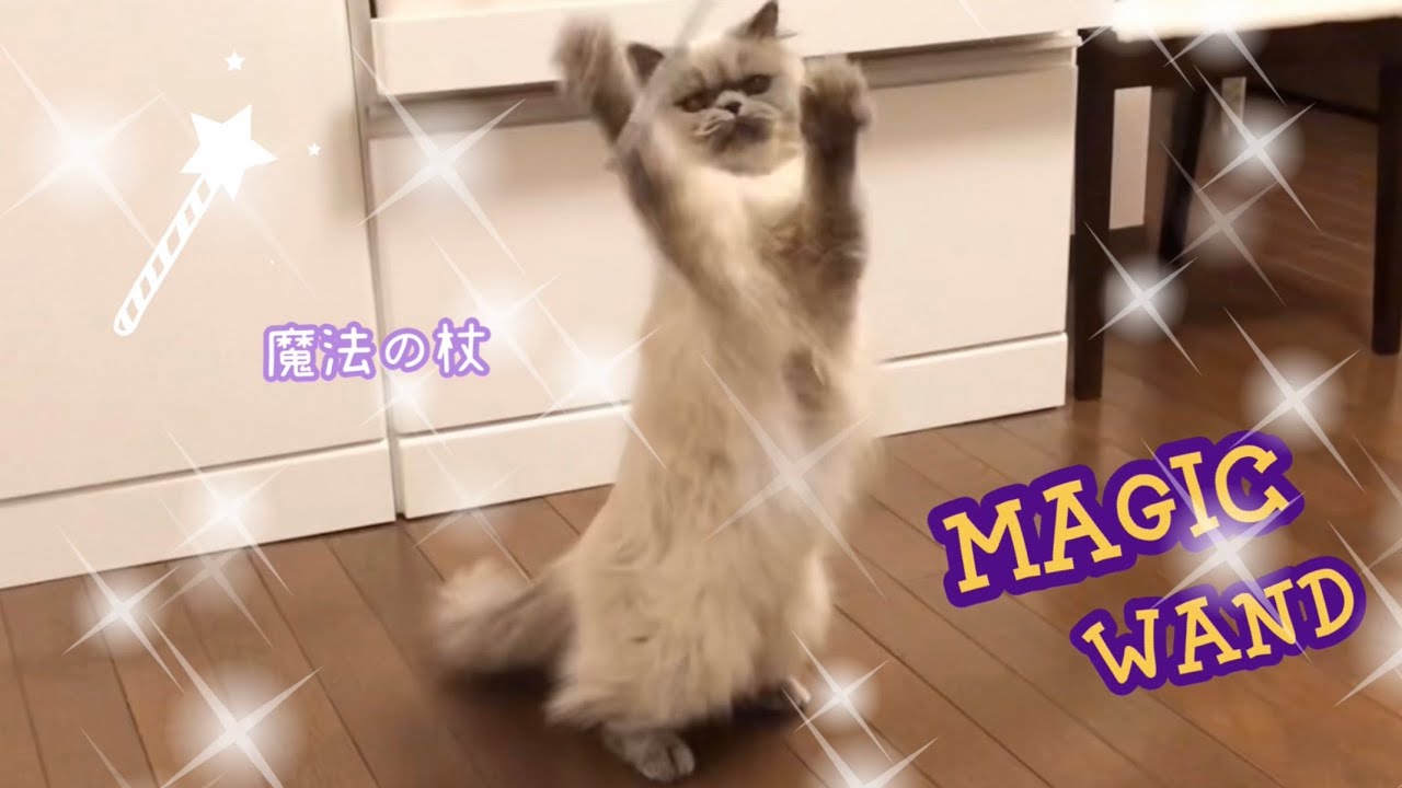 猫を操る魔法の杖 [ヒマラヤン]／Magic wand that controls cats [Himalayan]