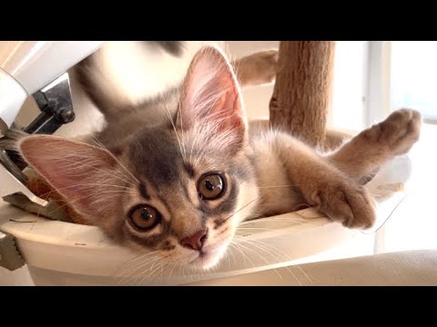 かまってちゃんの僕…オカシクなっちゃった❣️【ソマリ】