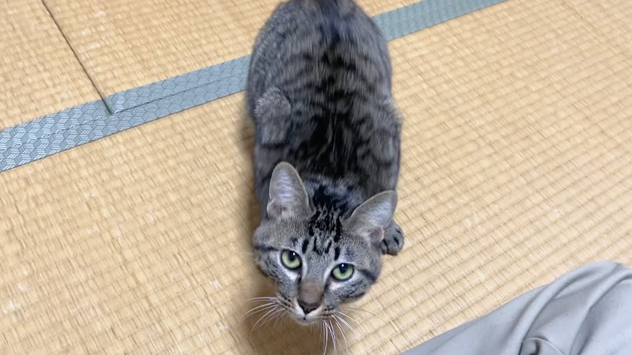 久しぶりに帰宅したら子猫が大激怒して襲いかかってきた...