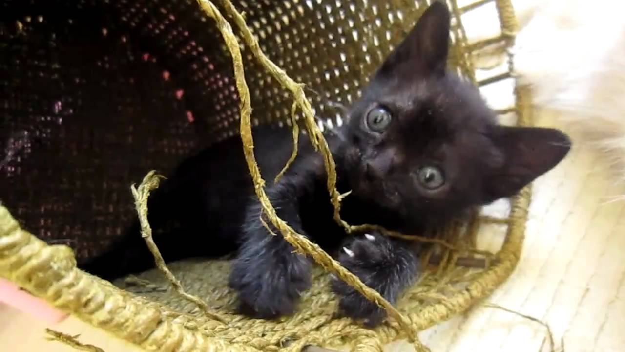 2010 10 5 ボンベイ白　01