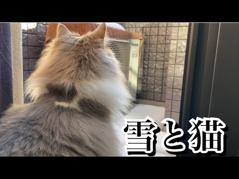 ノルウェージャンフォレストキャットは雪に強いのか！？