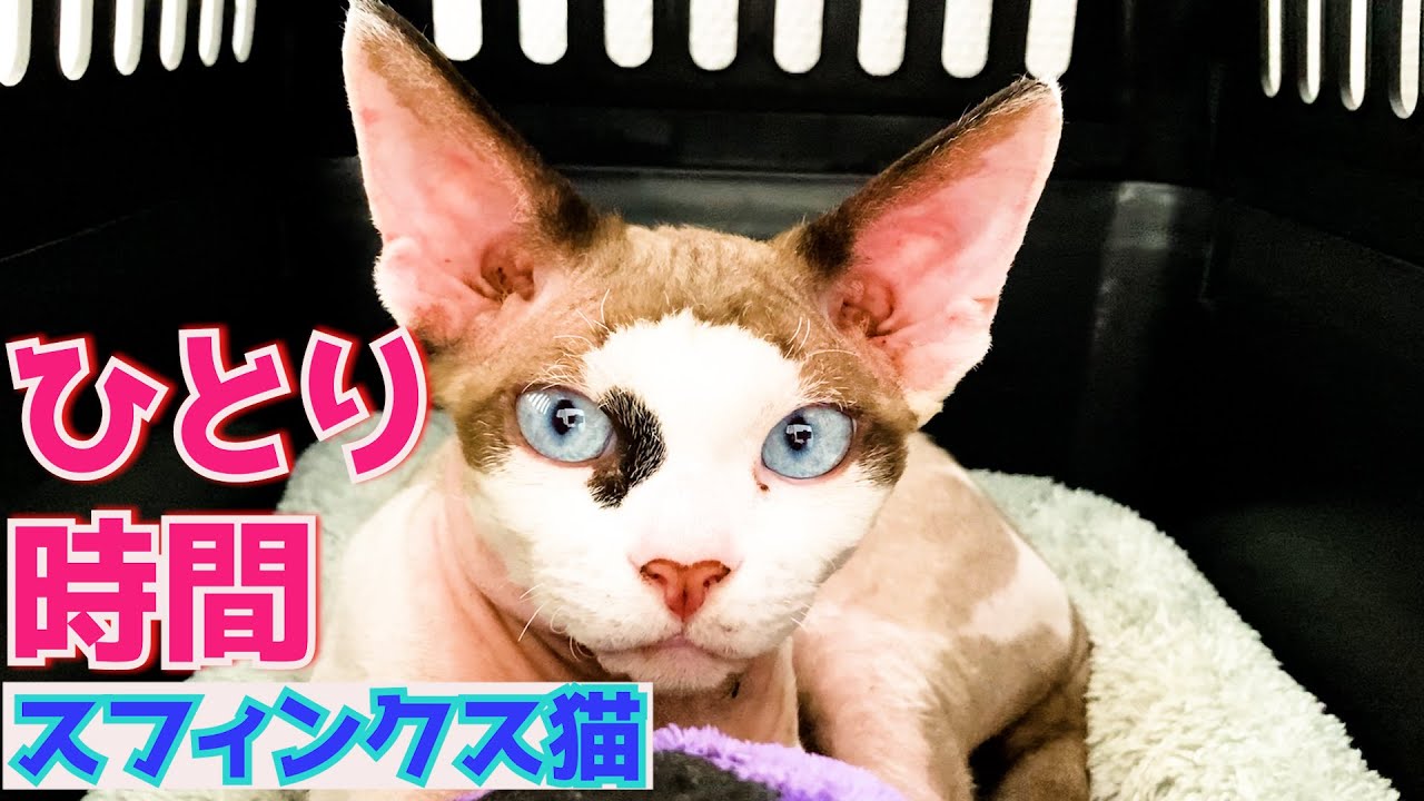 114:スフィンクス猫のひとり時間