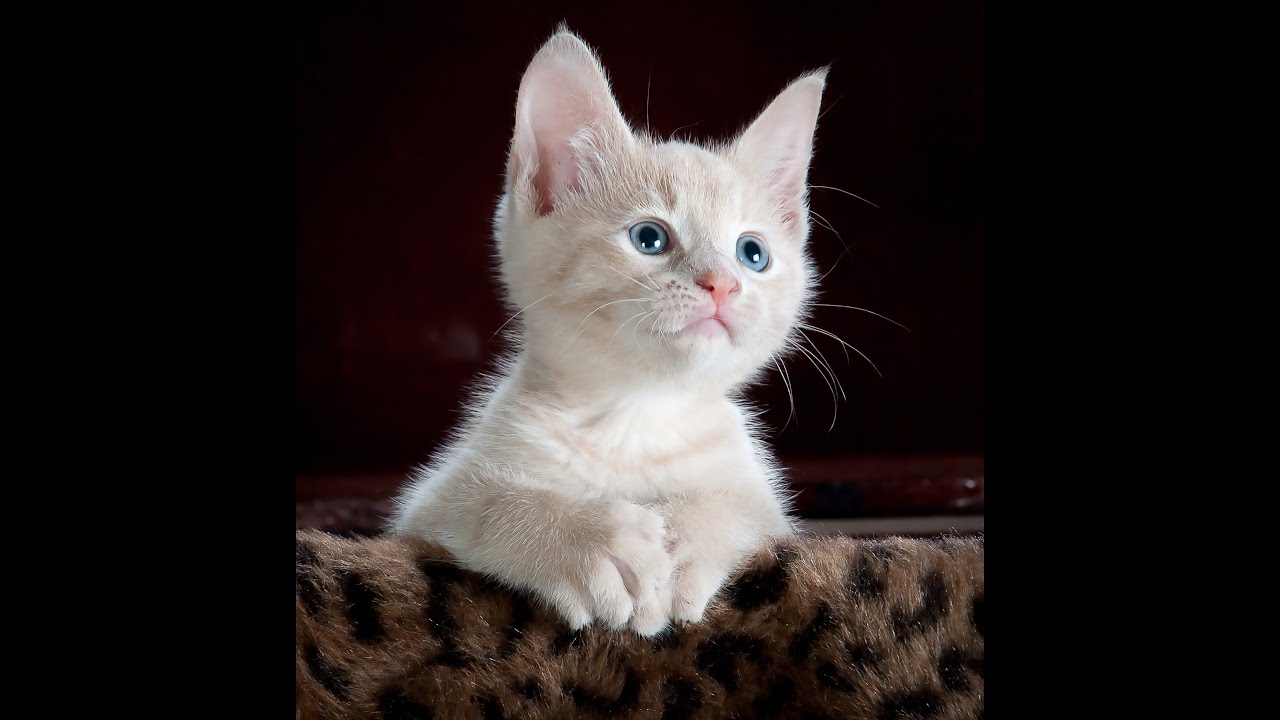 Cute kitten grooming