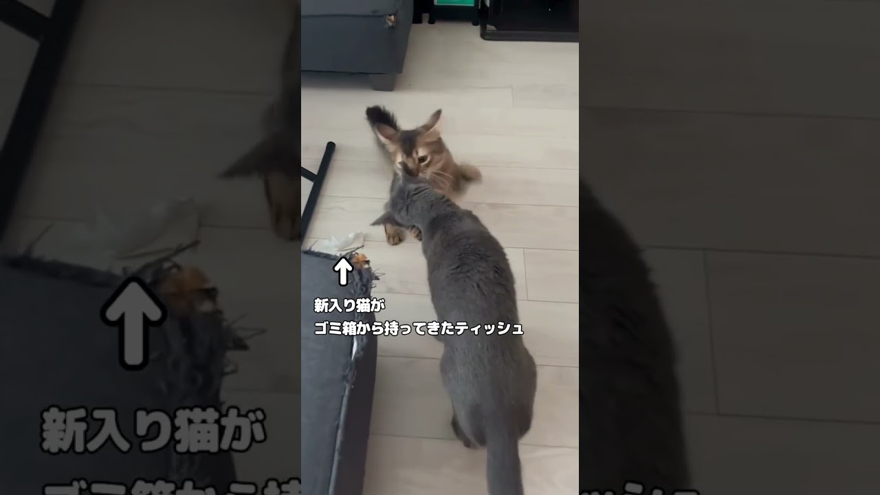 かわいい弟に絡みに行くお兄さん猫 #ロシアンブルー #shorts