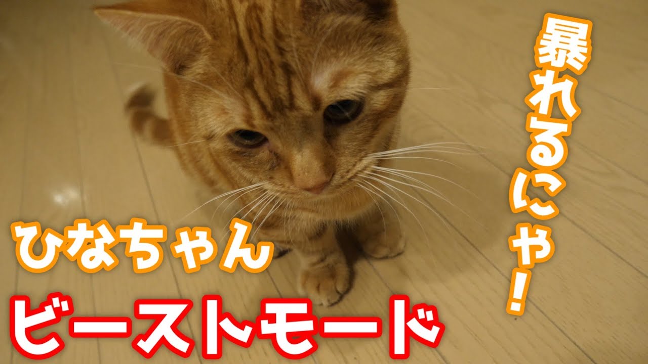 【実写】猫にはじめてレーザーポインターを見せたら…【マンチカン 猫  munchkin cat】