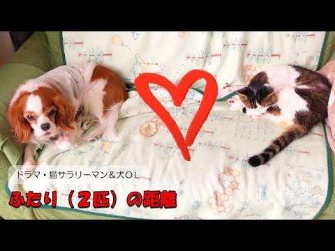 ドラマ【猫サラリーマン＆犬OL】第167話「ふたり（２匹）の距離」