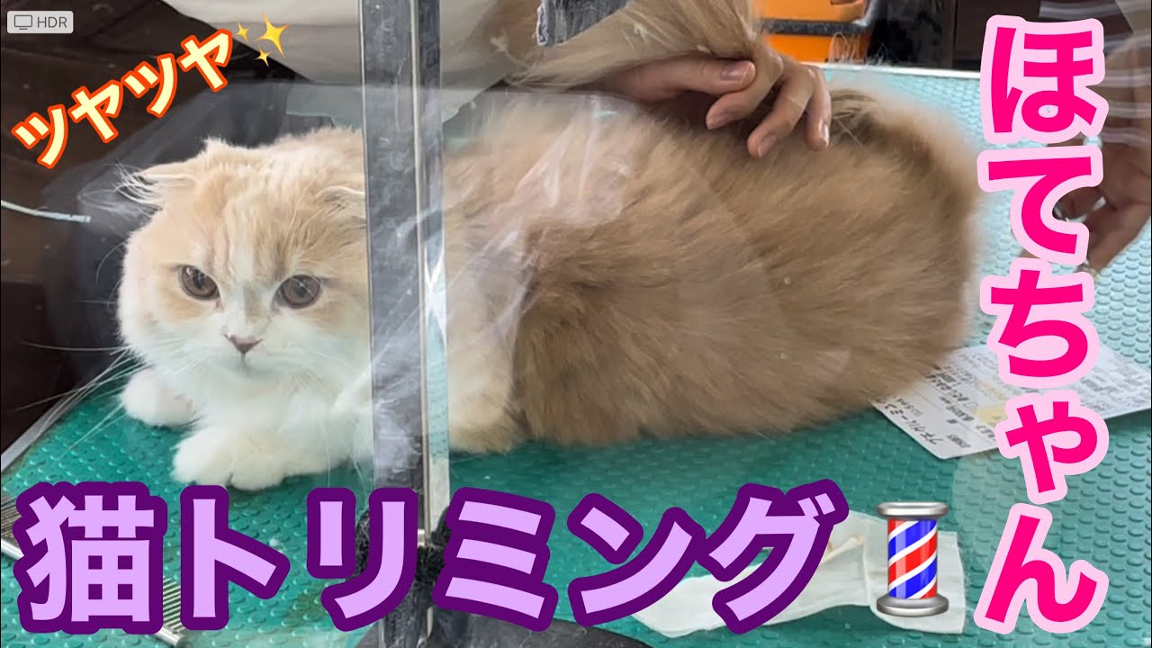 「ほてちゃん」猫トリミング💈頑張ってて可愛かった【スコティッシュフォールド】
