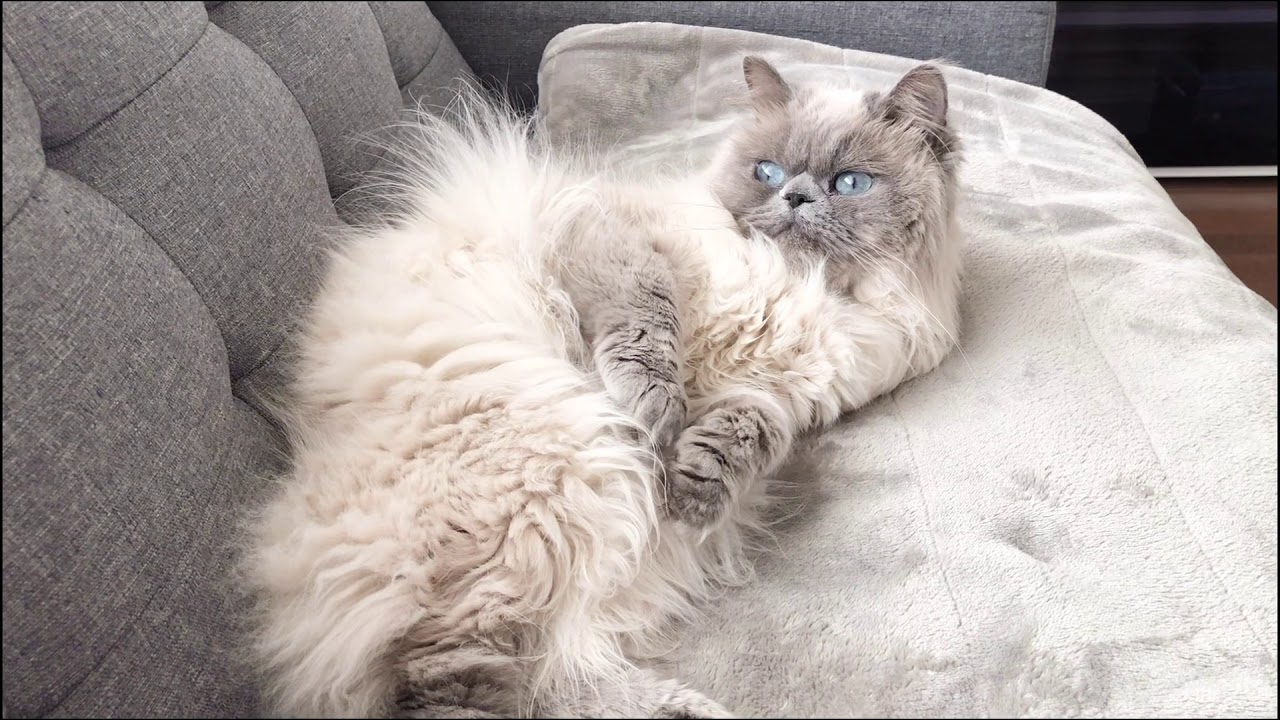 隣でゴロゴロする猫[ヒマラヤン]／Cat relaxing next to me.[Himalayan]