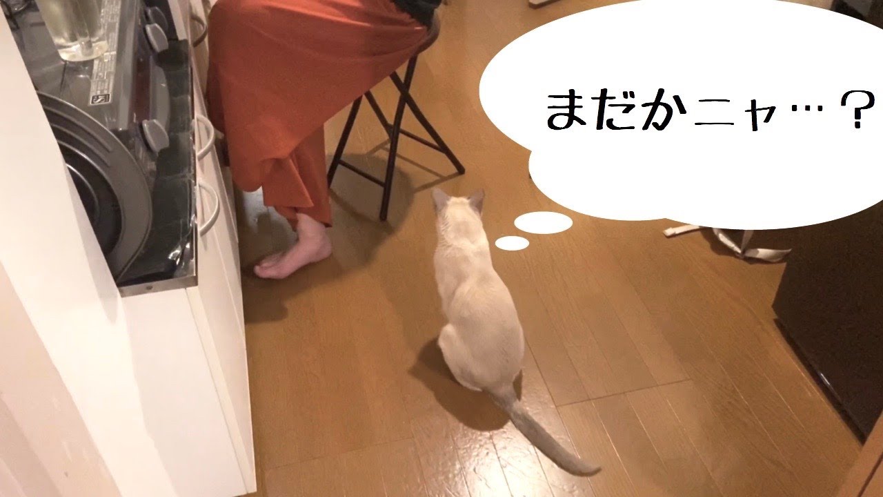 椅子の順番待ちをする猫。【トンキニーズ】もんちゃん♂