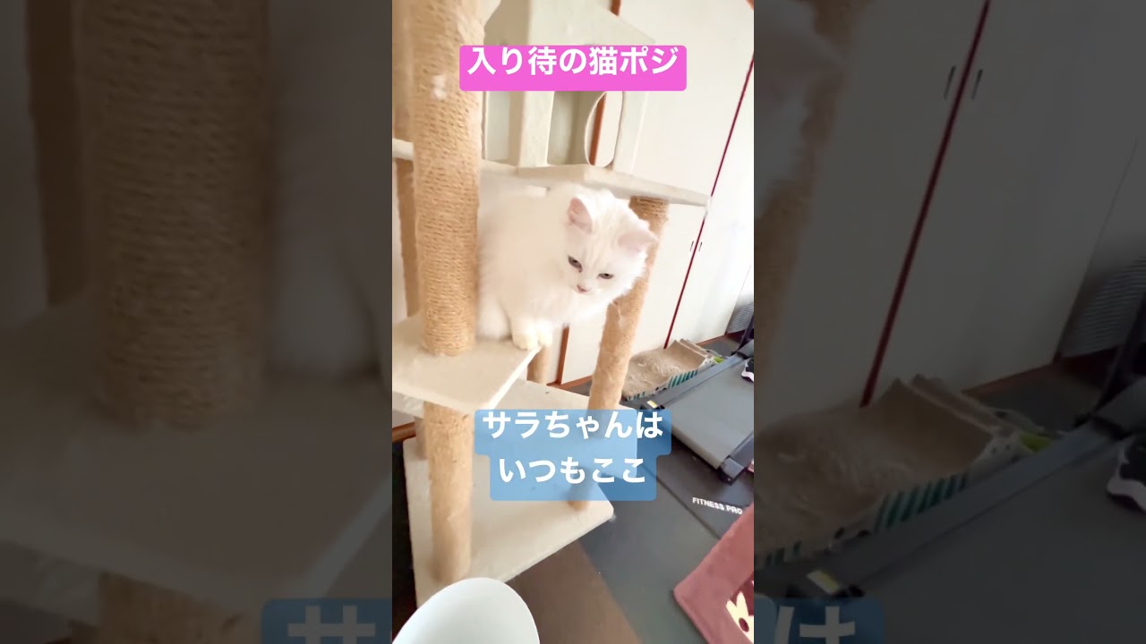 入り待ちの猫ポジ #norwegianforestcat #白猫 #ノルウェージャンフォレストキャット