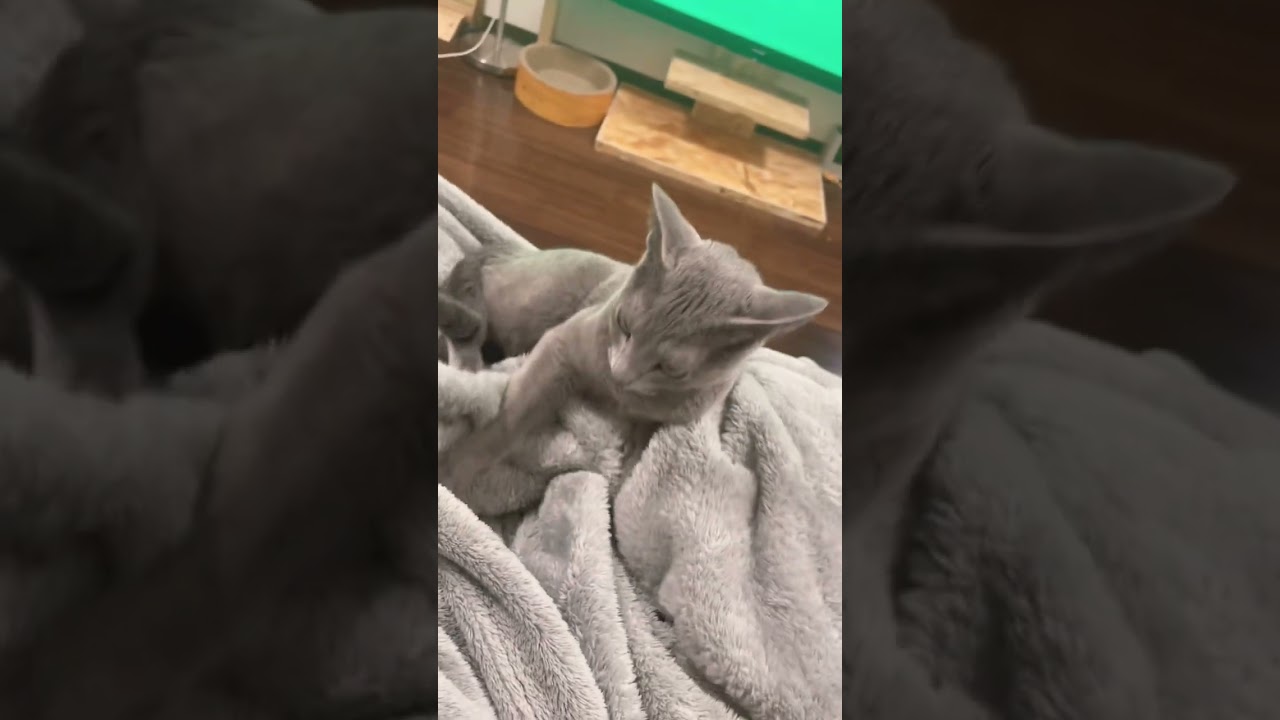 ソファで猫と一緒にゴロゴロ中💕ロシアンブルーのソニーです🐱
