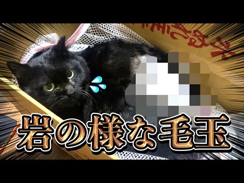 背中に岩の様な毛玉ができてしまった黒猫の毛を緊急で剃ります！