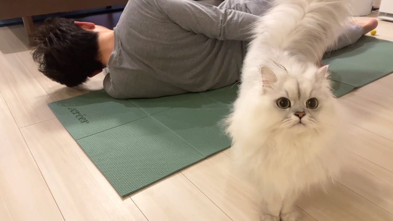 飼い主がストレッチを始めると必ず懐いてくる猫