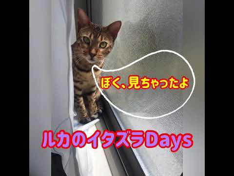 【子猫】新入り子猫ソマリのイタズラが増えて来ました