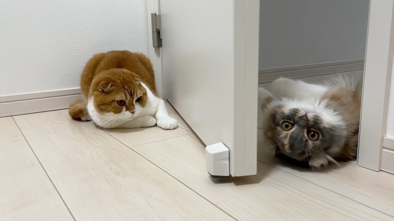 謎の遊びをする猫たち【アメリカンカール/スコティッシュフォールド】
