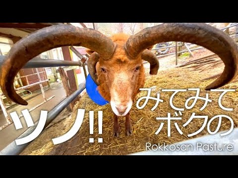 ぼくのデッカイつの見て！【六甲山牧場】牛舎のキュートひつじむっちゃん