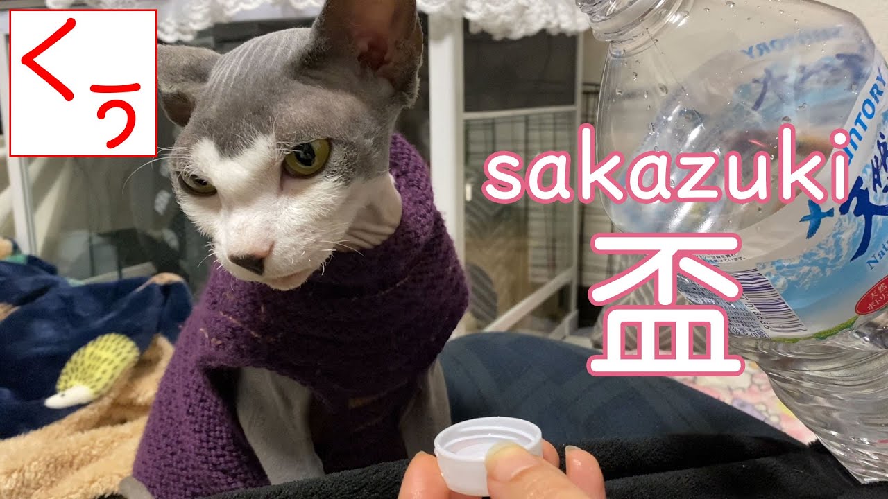 【第116話】スフィンクス猫と交わす盃