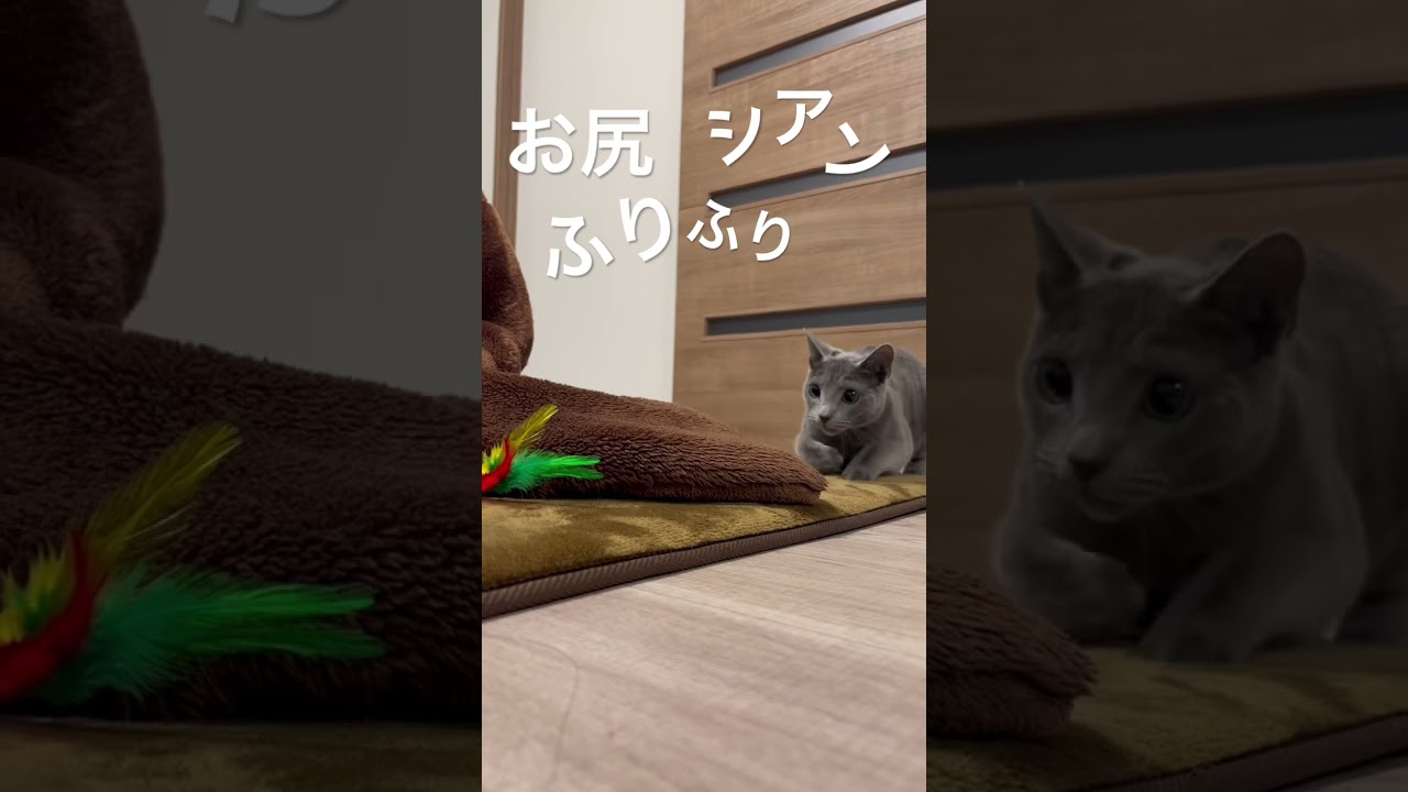 お尻ふりふりシアン #ロシアンブルー #猫 #russianblue #猫の遊び