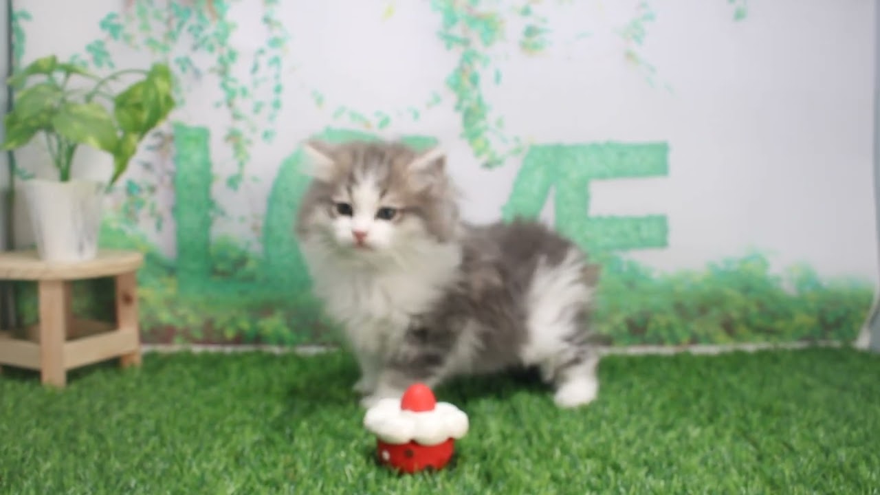 Coo&RIKU　No620705　ノルウェージャンフォレストキャット