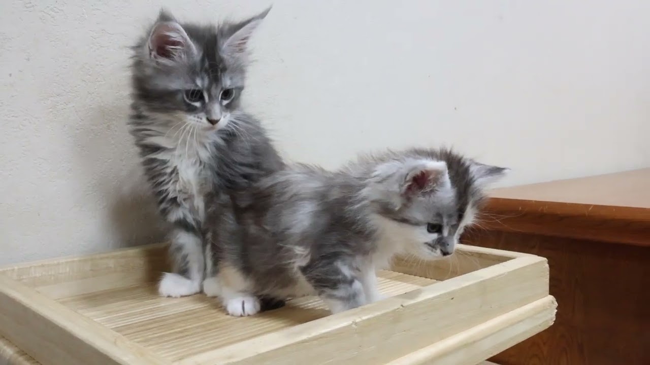 トーティーの天使メインクーン子猫のアナちゃん