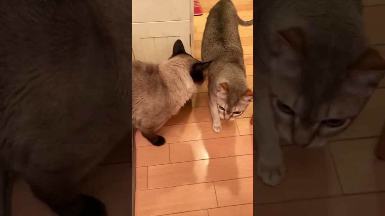 ウロウロしながらご飯待ちのたぬき猫とシンガプーラなのにゃ♪