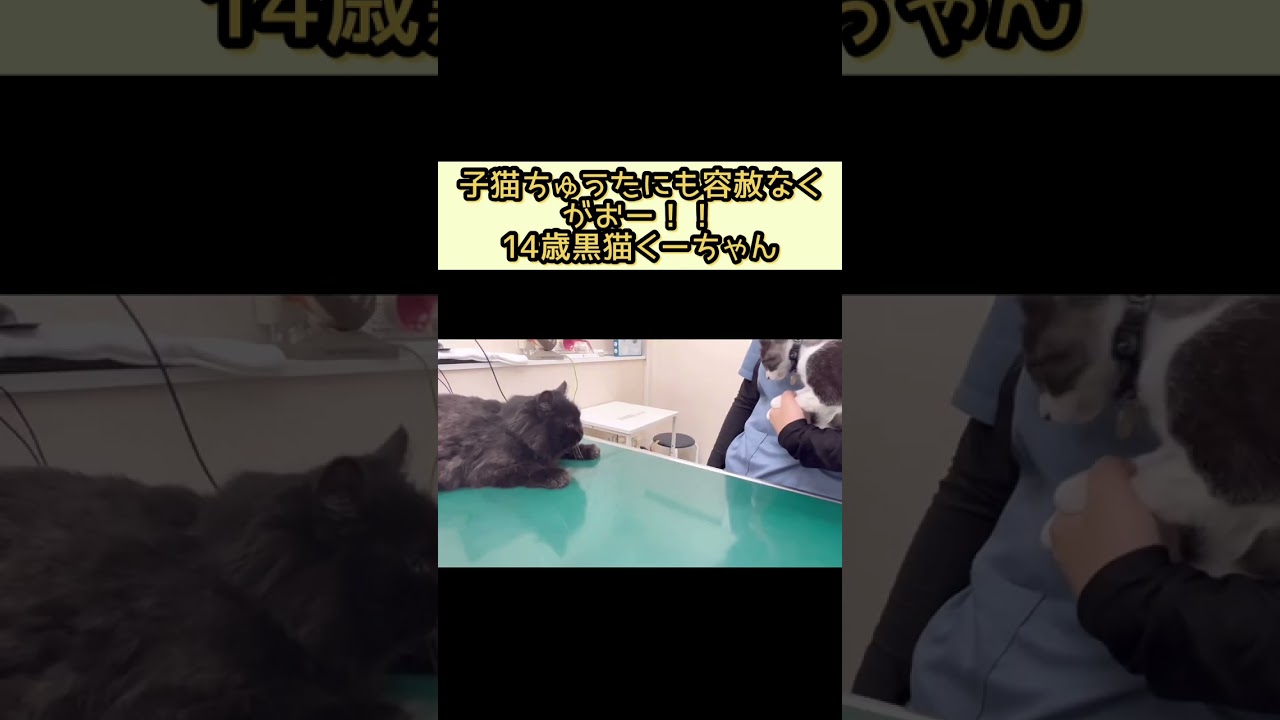 子猫に容赦なく怒る黒猫くーちゃん【黒猫くーちゃん】#shorts