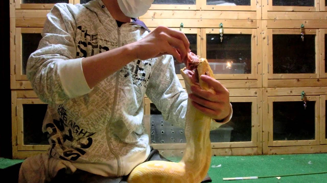 ビルマニシキヘビ　－アルビノ－