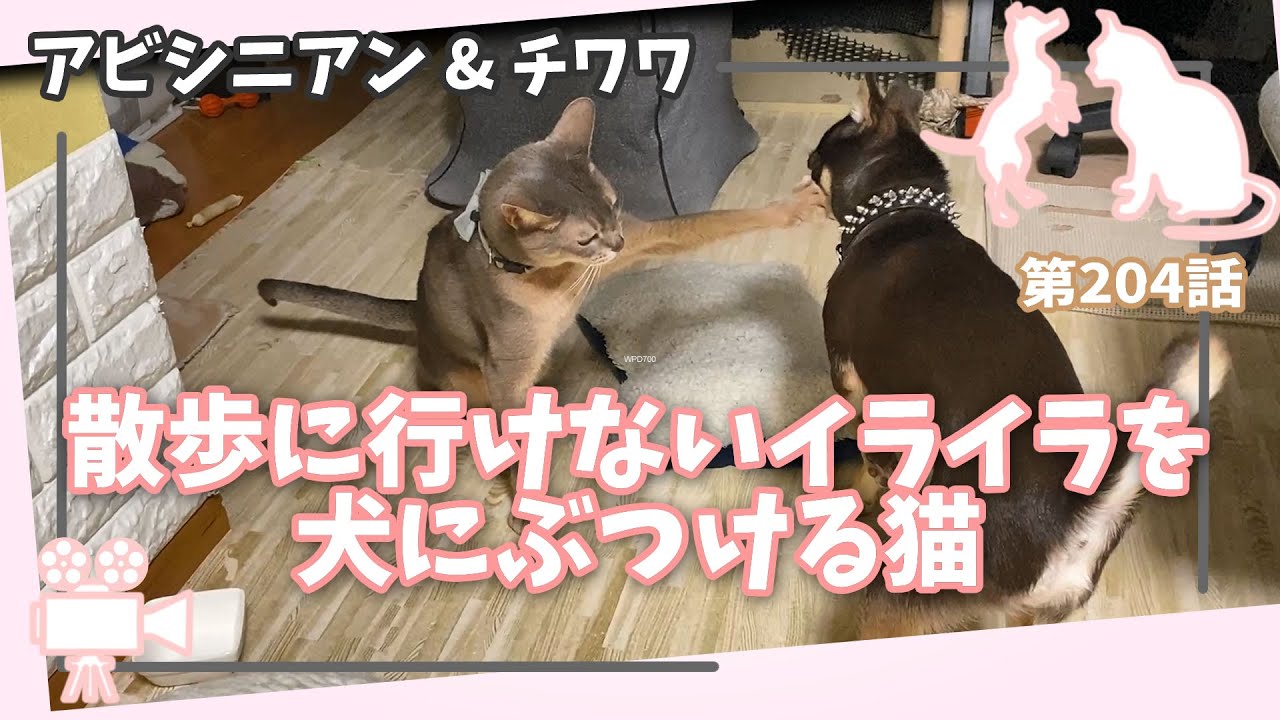 [204話] (チワワ&アビシニアン) 雨で散歩に行けないイライラを犬にぶつける猫