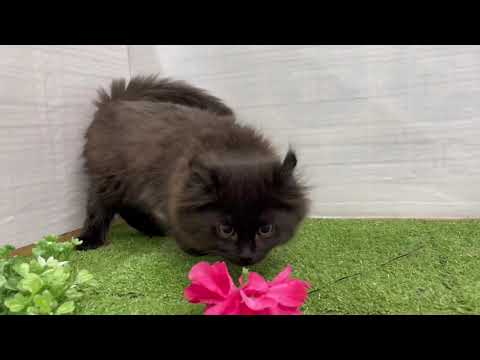 Coo&RIKU　No614080　アメリカンカール